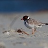 Kulik cernohlavy - Thinornis cucullatus - Hooded Plover o4938